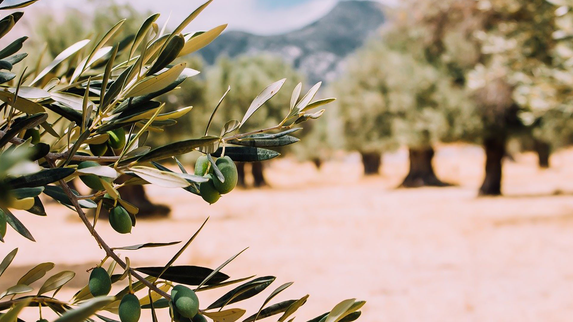 Beautiful Crete landscape inviting you to begin your journey